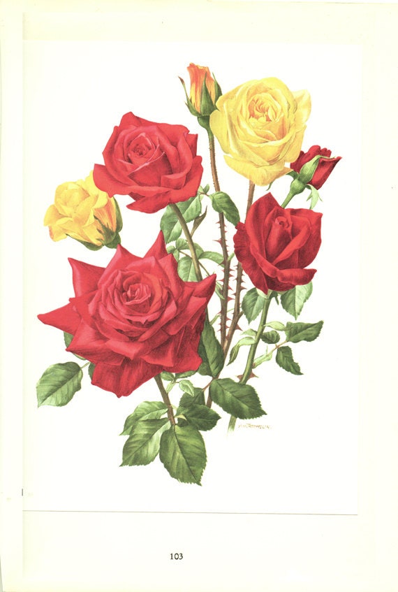 1962 Vintage botanical art Red Rose poster Rouge Meilland roses art Roses print Roses decor Roses gift Red Roses poster Botanical print
