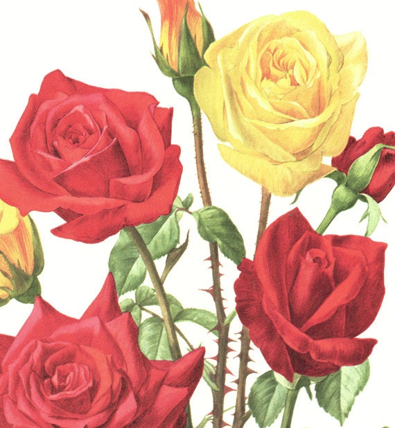 1962 Vintage botanical art Red Rose poster Rouge Meilland roses art Roses print Roses decor Roses gift Red Roses poster Botanical print