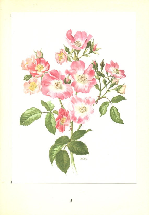 Pink Rose poster 1962 Vintage botanical art American Pillar roses art Roses print Roses decor Roses gift Purple Roses poster Botanical print