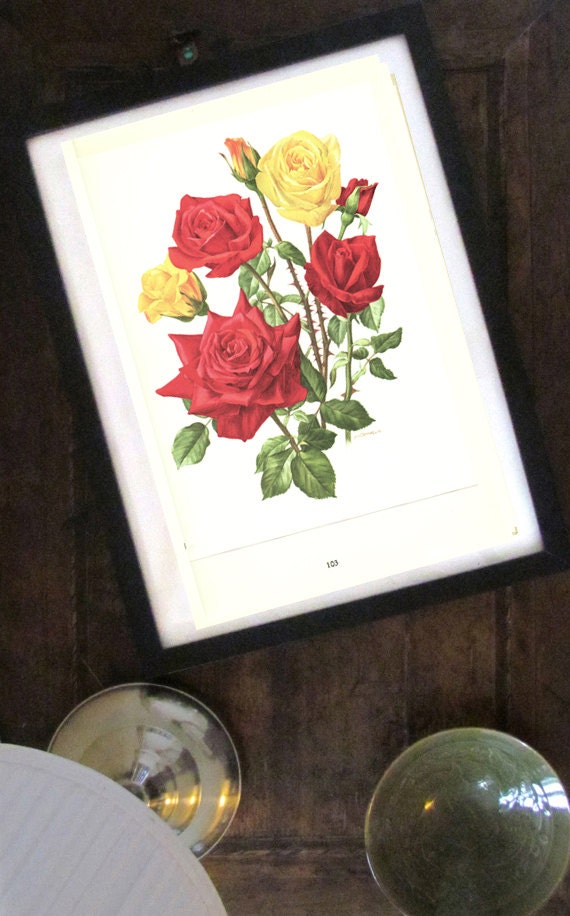 1962 Vintage botanical art Red Rose poster Rouge Meilland roses art Roses print Roses decor Roses gift Red Roses poster Botanical print