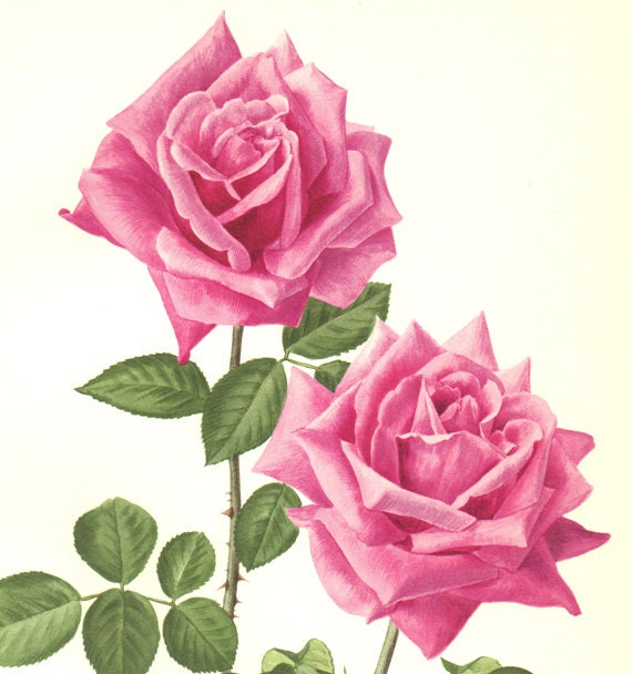 1962 Eminence PInk botanical rose print. Antique rose print. Pink flowers wall art. Cottage kitchen decor. Gardener gift. Rose gifts for her