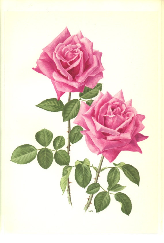 1962 Eminence PInk botanical rose print. Antique rose print. Pink flowers wall art. Cottage kitchen decor. Gardener gift. Rose gifts for her