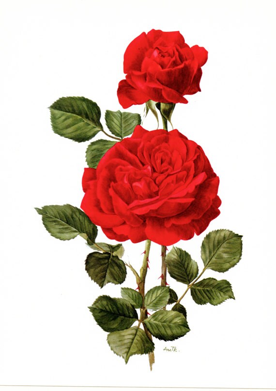 Red Roses art 1962 Vintage Botanical art Champs Elysees Vintage floral print French country decor Roses decor Botanical poster Roses poster