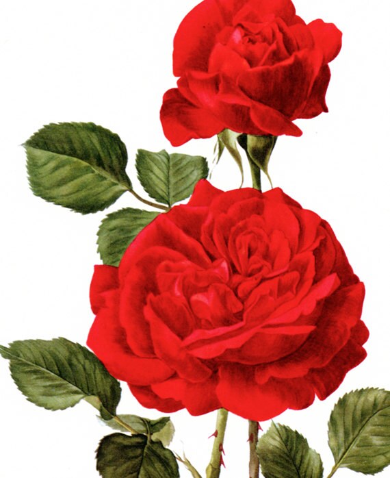 Red Roses art 1962 Vintage Botanical art Champs Elysees Vintage floral print French country decor Roses decor Botanical poster Roses poster