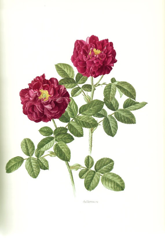 1985 Vintage purple Rose poster Tuscany rose art botanical art botanical poster Dark Red Floral print Rose home decor Purple flower p63