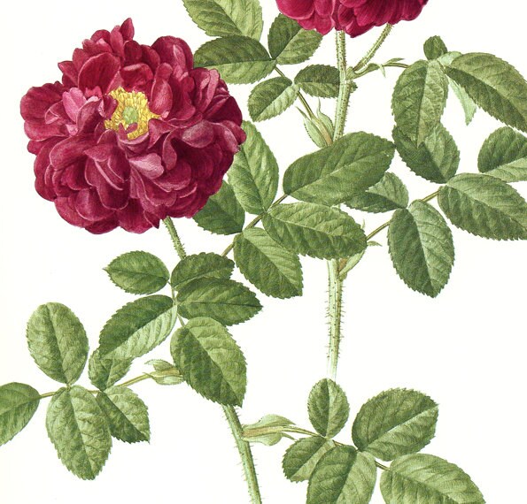 1985 Vintage purple Rose poster Tuscany rose art botanical art botanical poster Dark Red Floral print Rose home decor Purple flower p63
