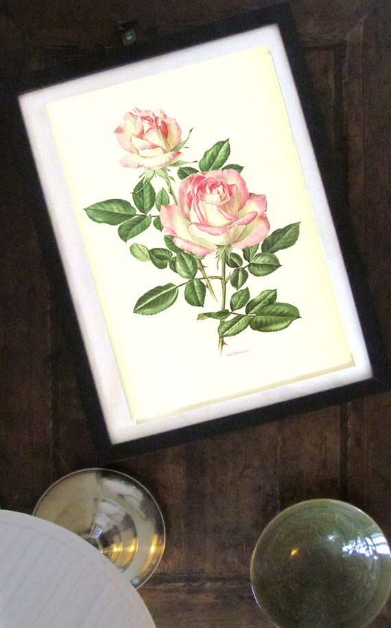 Pink rose flower poster, 1985 Vintage Fairy rose flower art Princess of Monaco rose flower print botanical art print botanical poster pink