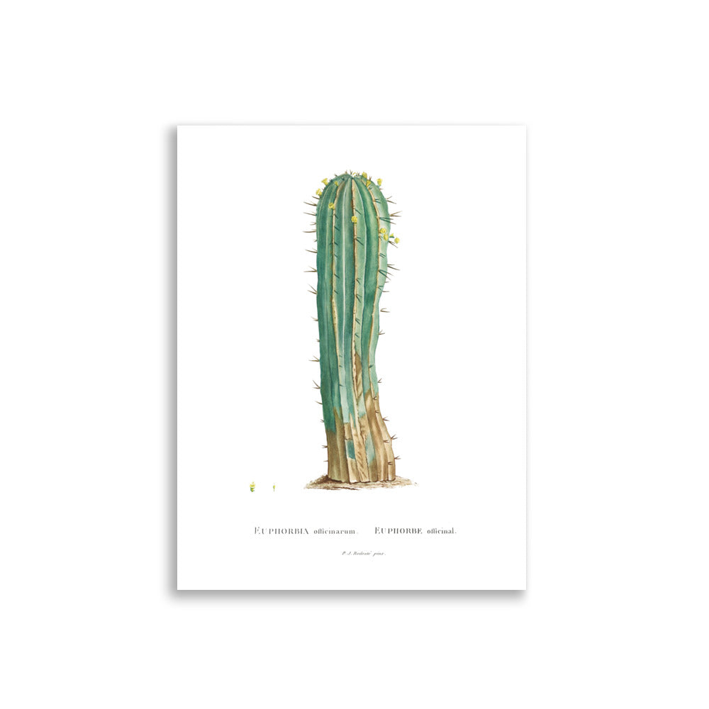 Euphorbia Officinarum Succulent Botanical Poster by Redouté