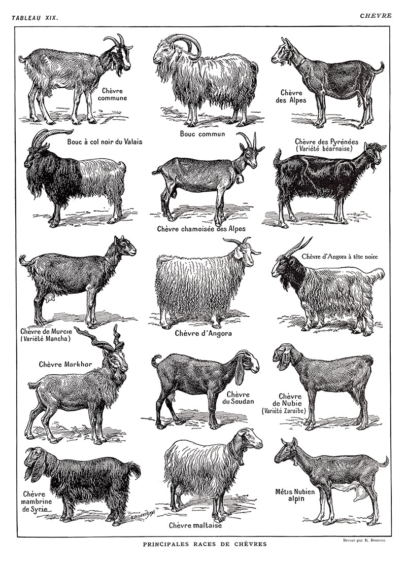 Large Goats Poster