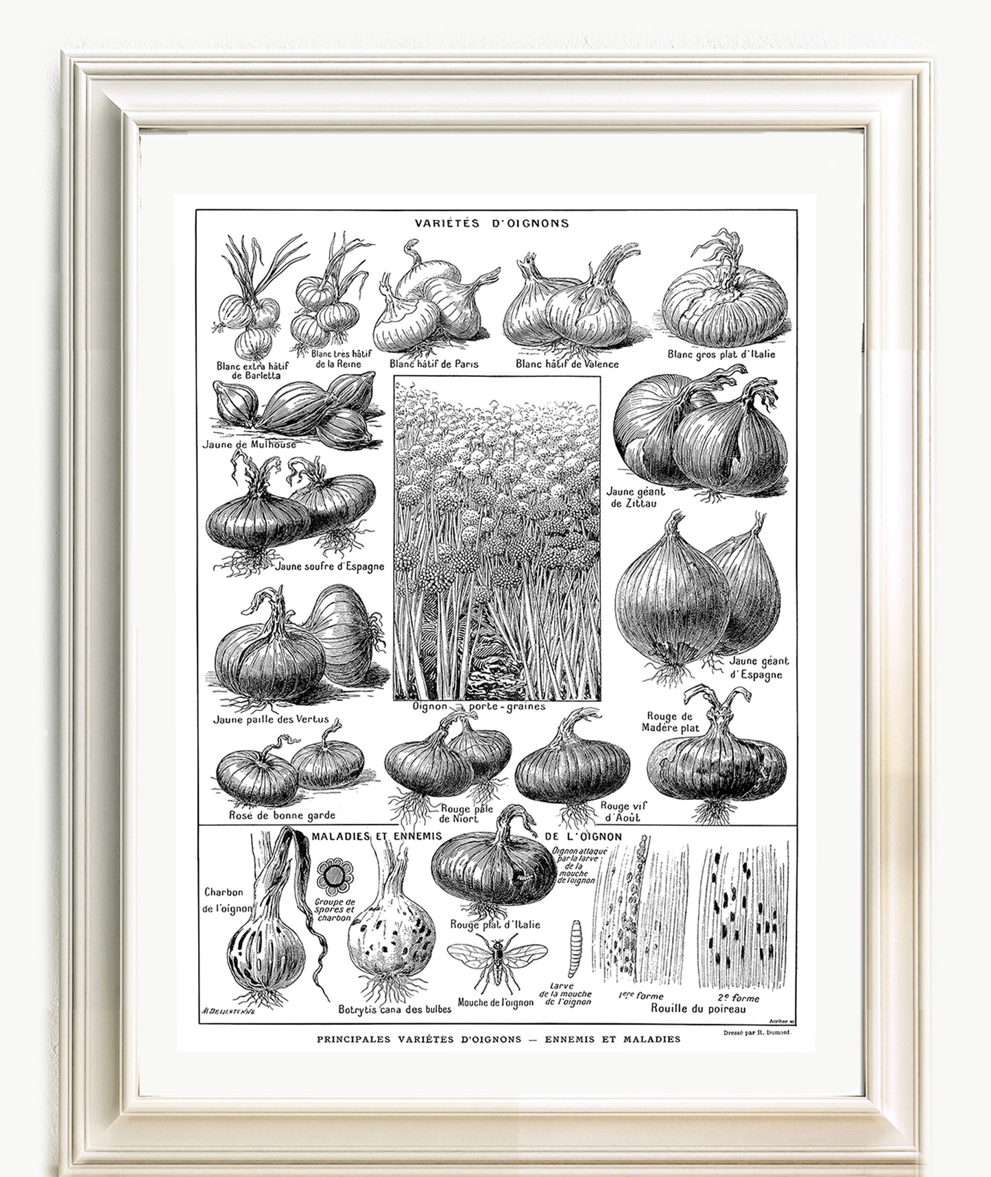 Grande Affiche Botanique d'Oignons