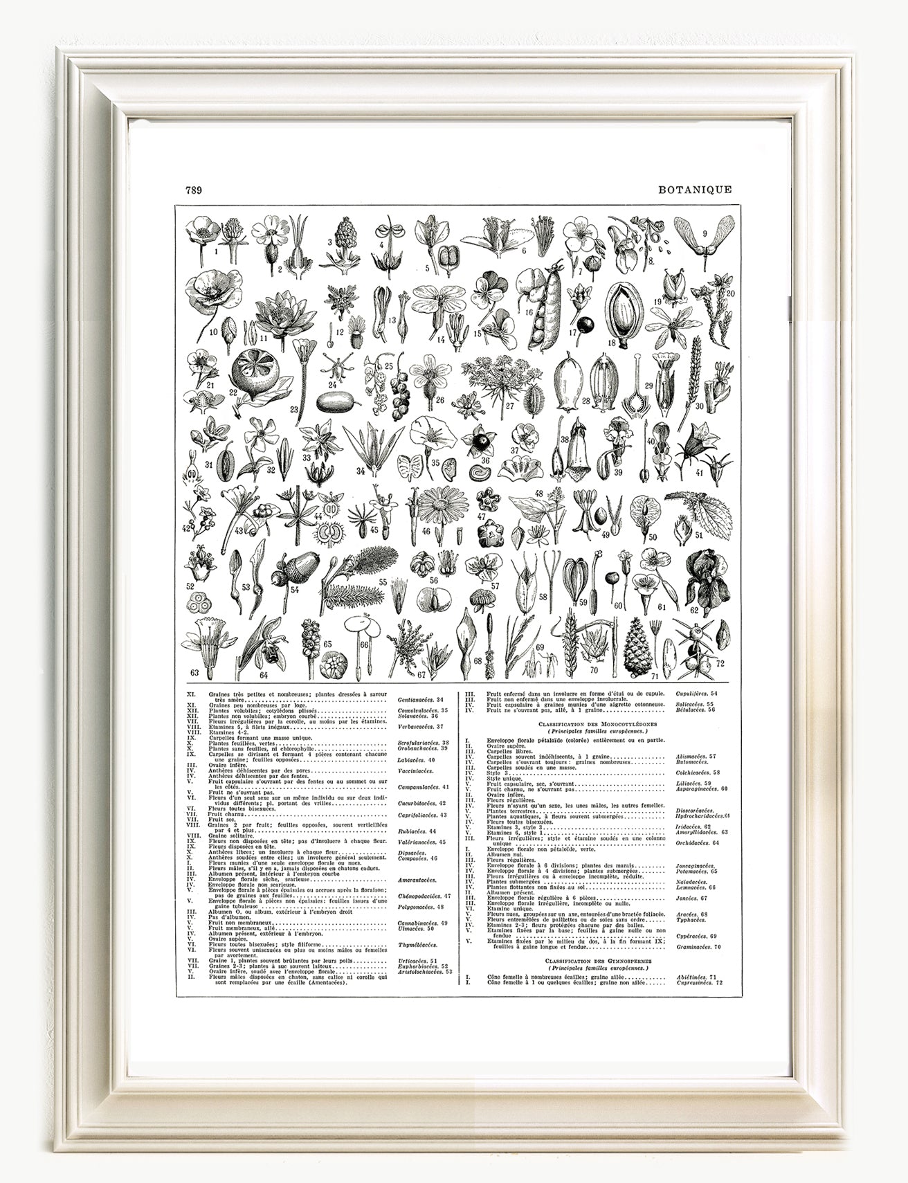 Large black and white plants botanical poster