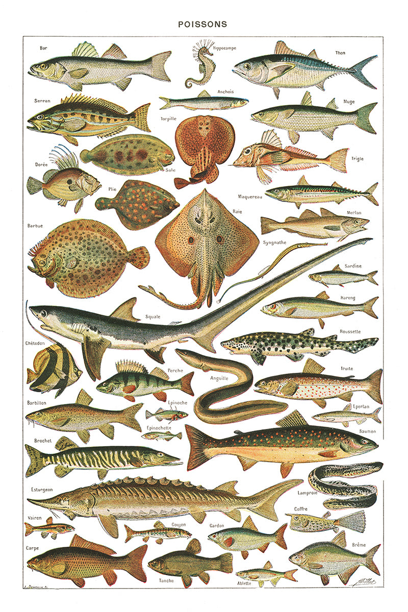 Large Fish Species Chart Poster by Adolphe Millot