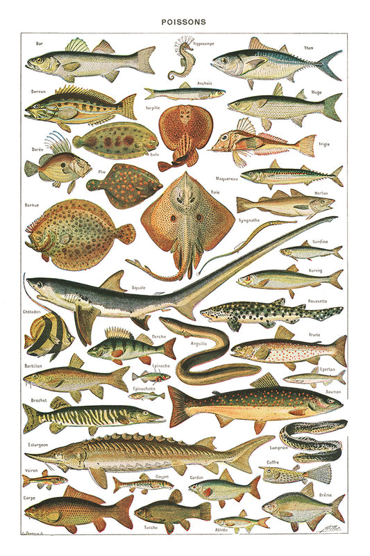 Large Fish Species Chart Poster by Adolphe Millot