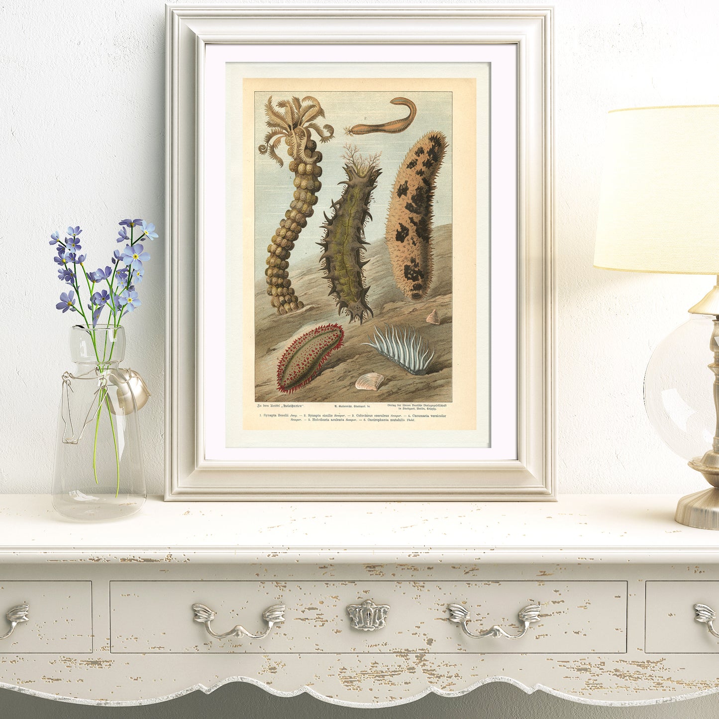 1890 Antique Sea Cucumber Print in German