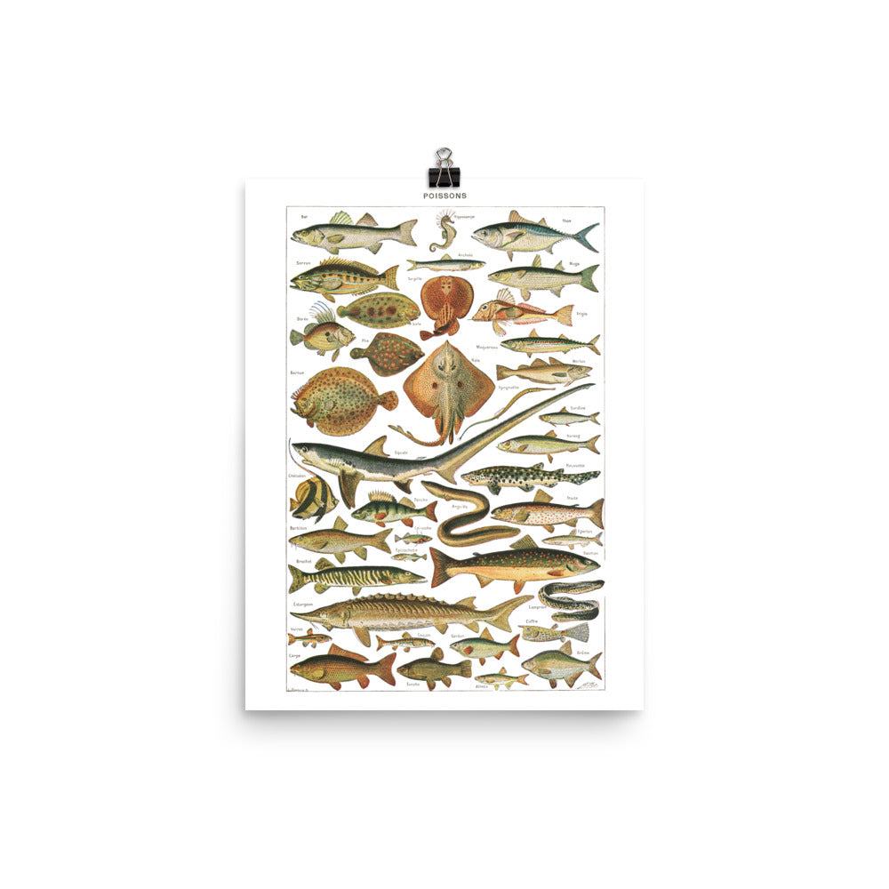 Large Fish Species Chart Poster by Adolphe Millot