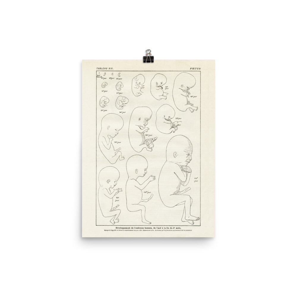 Vintage foetus anatomy poster