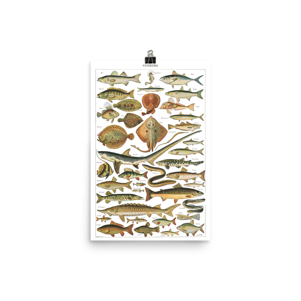 Large Fish Species Chart Poster by Adolphe Millot