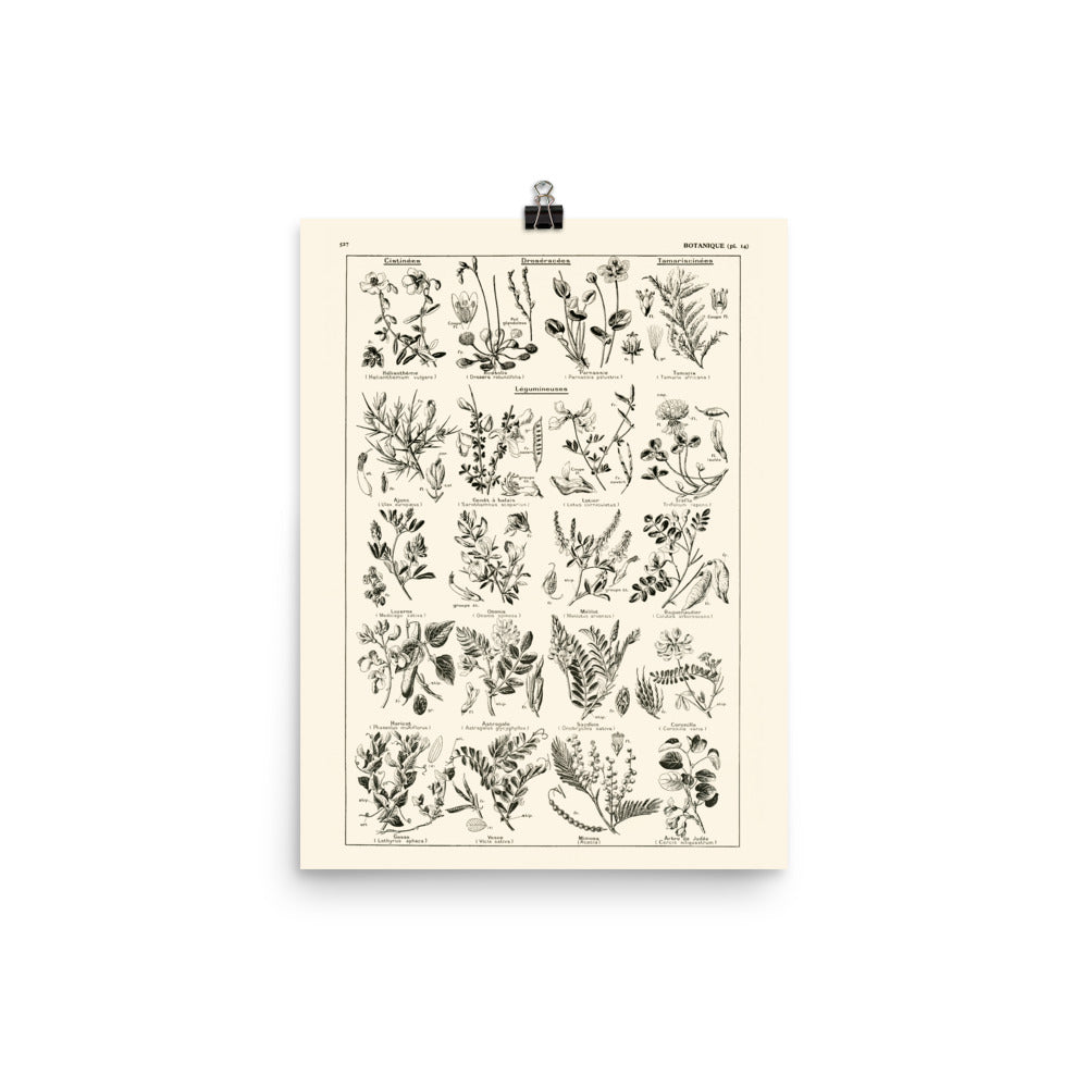 Grande Affiche Botanique de Légumineuses
