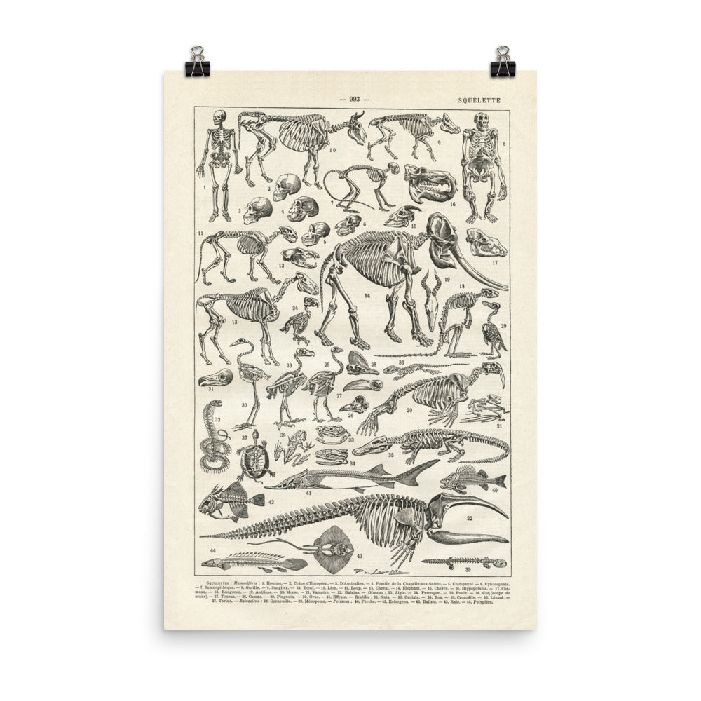 Human & animal skeleton anatomy poster in black and white