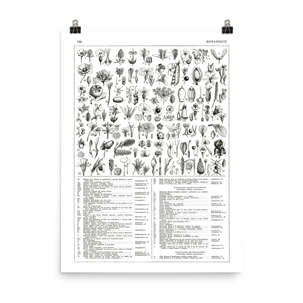 Large black and white plants botanical poster