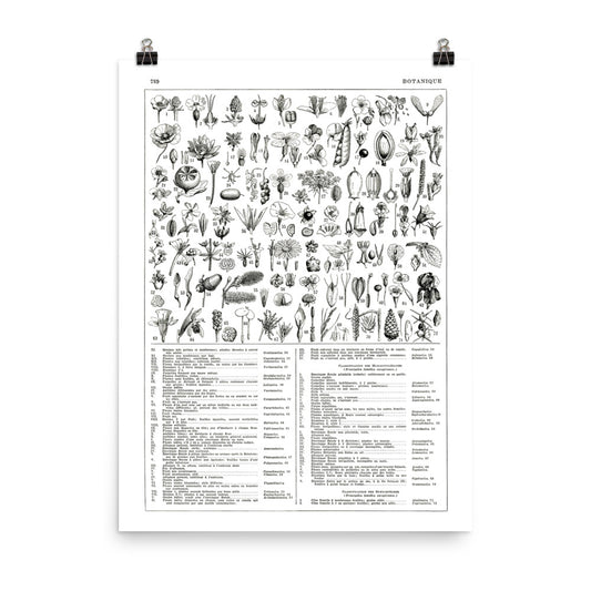 Large black and white plants botanical poster