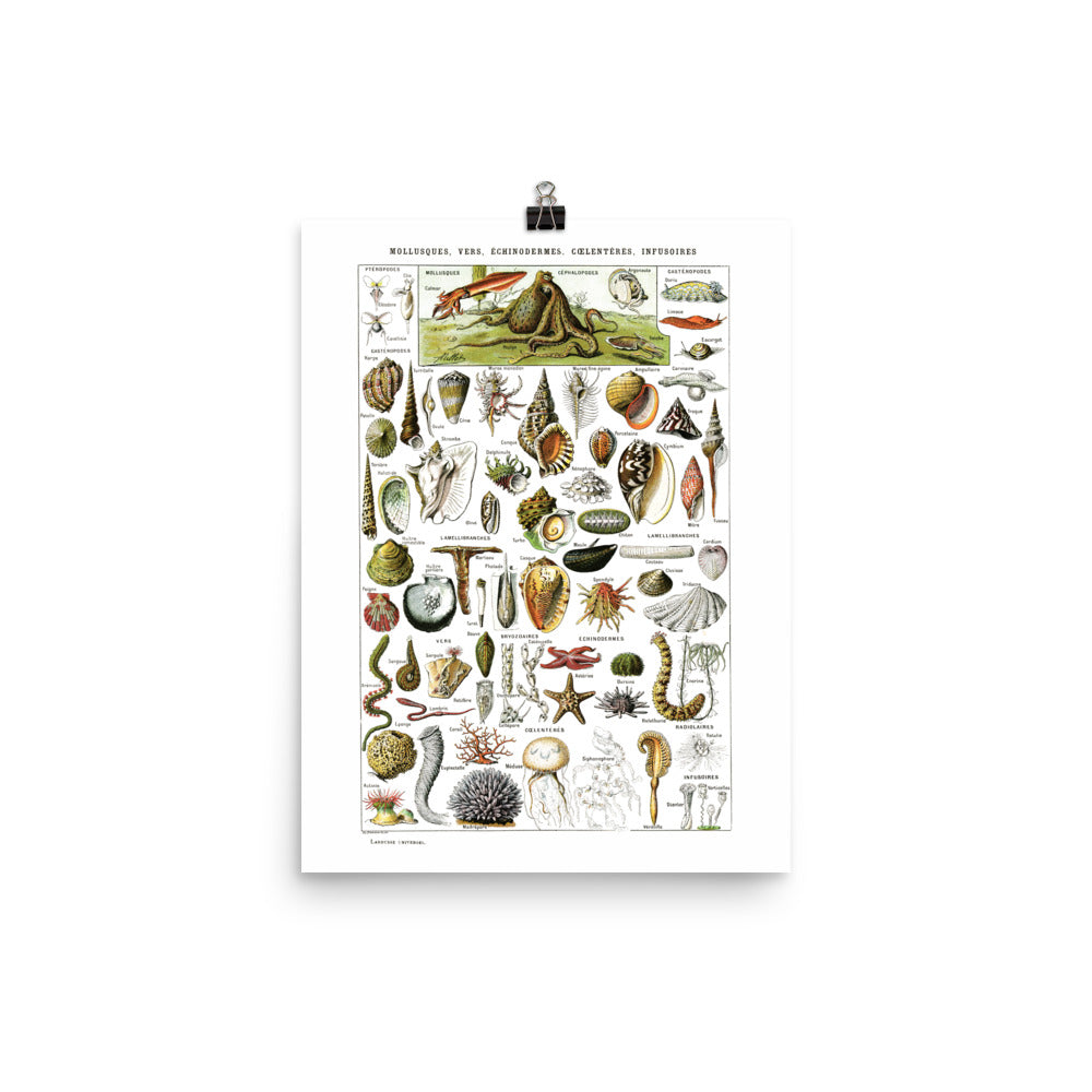 Large sea shells poster