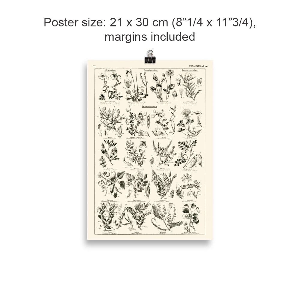 Grande Affiche Botanique de Légumineuses