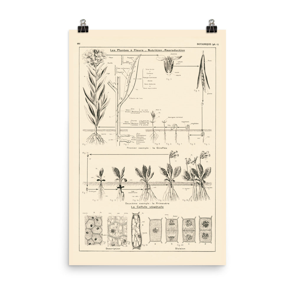 24x36 inches poster reprint of an antique French botanics dictionary page on the nutrition and reproduction of flowering plants