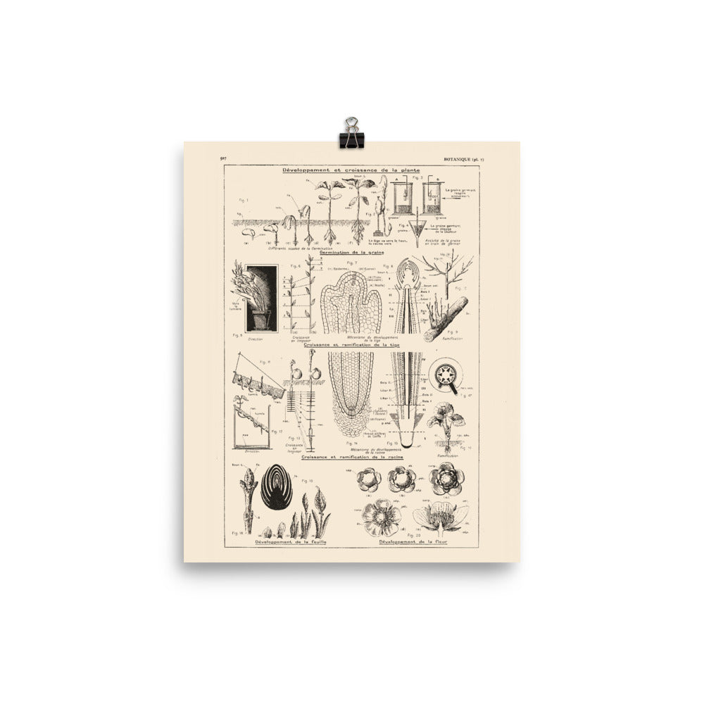 Botanics Poster - Floral Plants' Growth