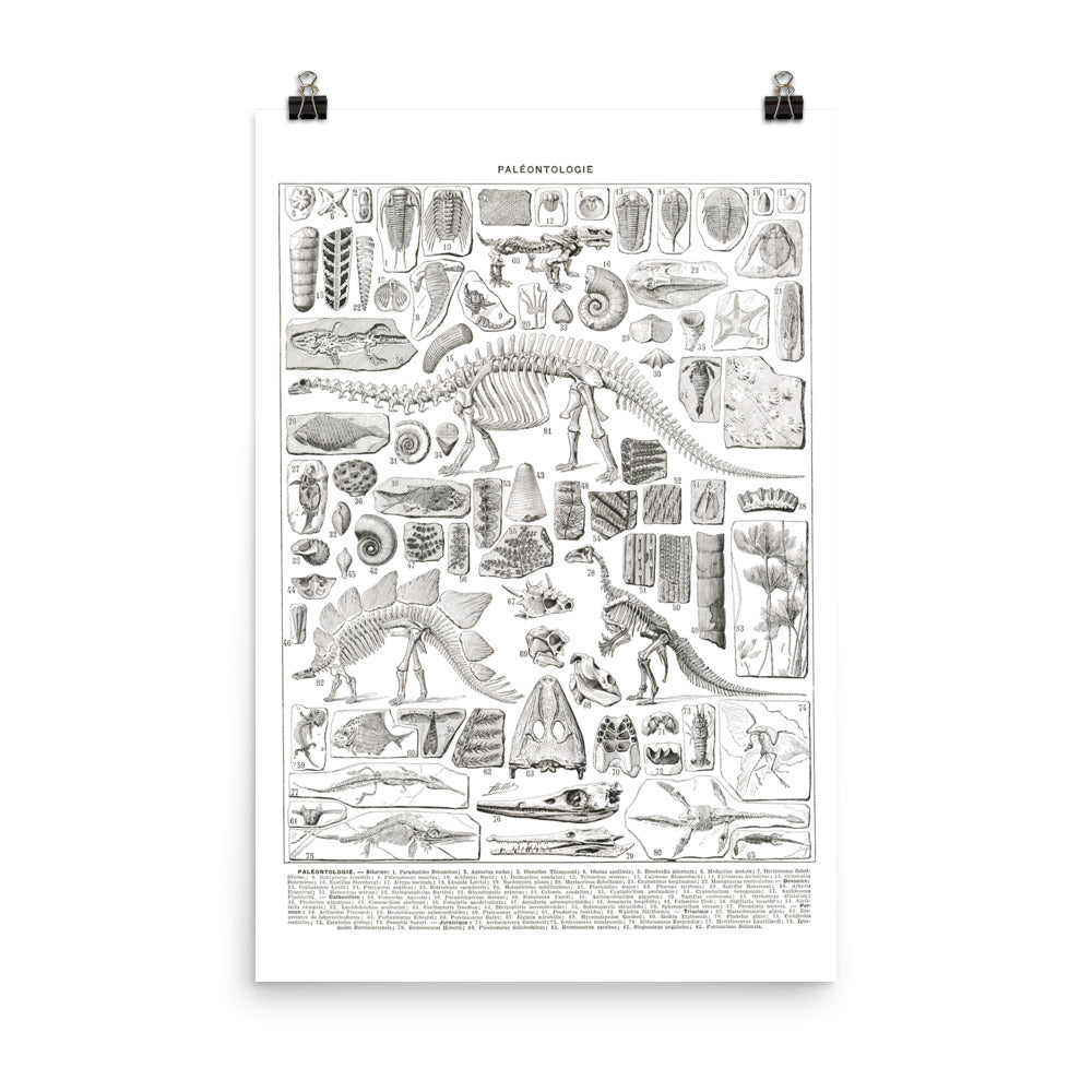 Large Black & White Paleontology Poster w/ Dinosaur Skeletons