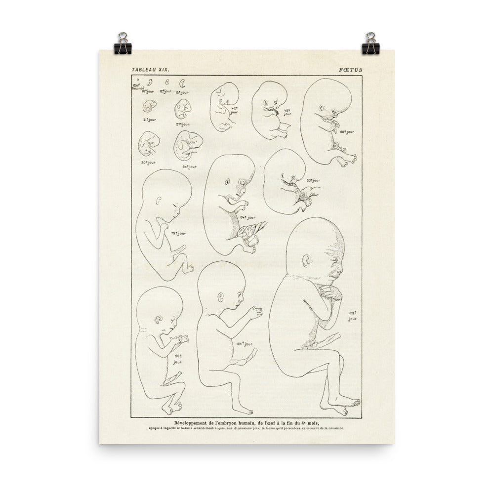 Vintage foetus anatomy poster