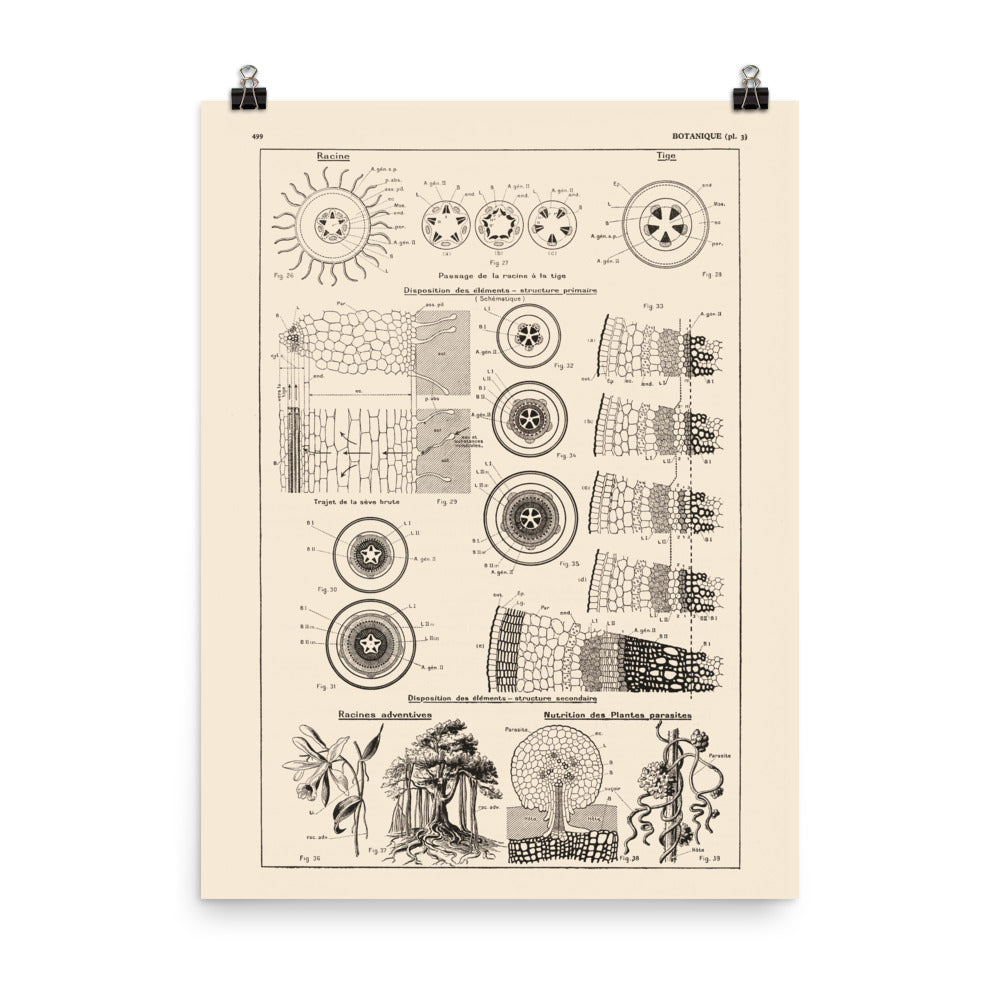 Affiche botanique - Structure des tiges et racines