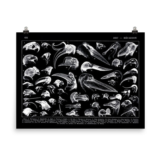 Semi Glossy Black Bird beaks poster on photo paper by Adolphe Millot