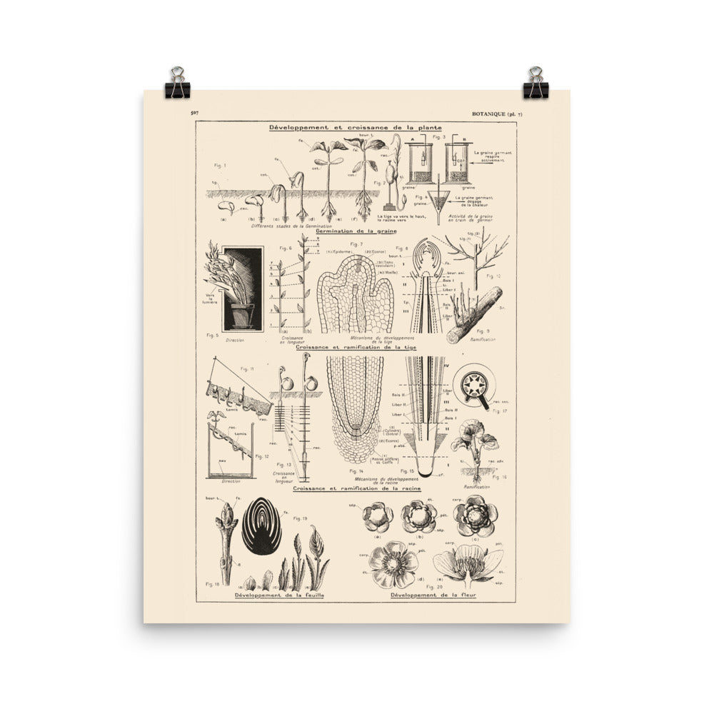 Botanics Poster - Floral Plants' Growth