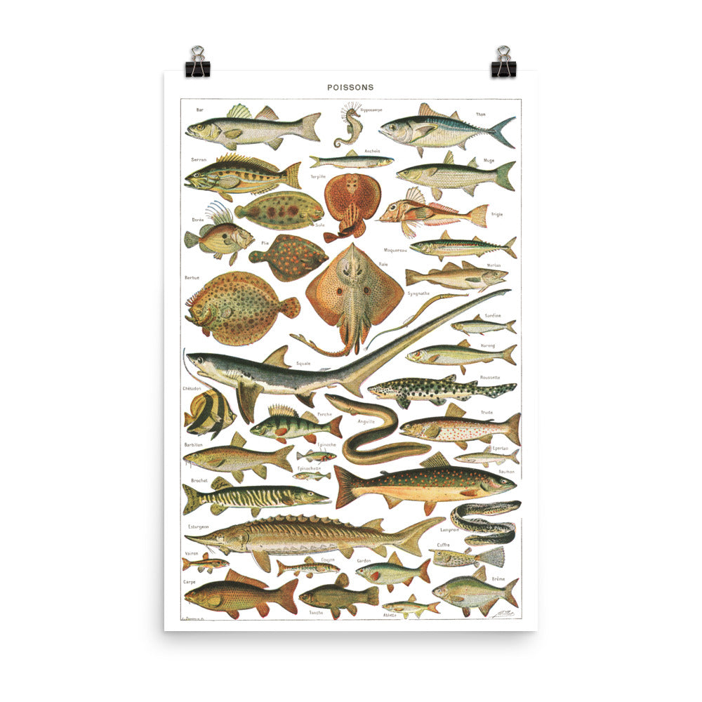 Large Fish Species Chart Poster by Adolphe Millot