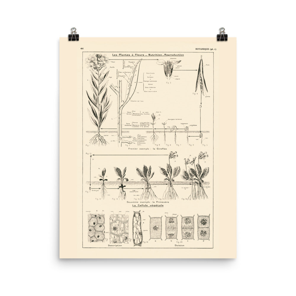 Botanics poster - Nutrition & Reproduction of flowering plants