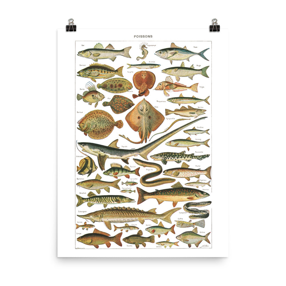 Large Fish Species Chart Poster by Adolphe Millot