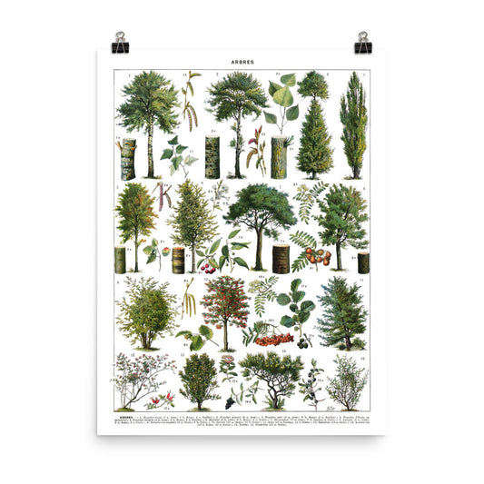 Large ornamental garden tree wall art. Poplar, Hazelnut, Cherry Tree