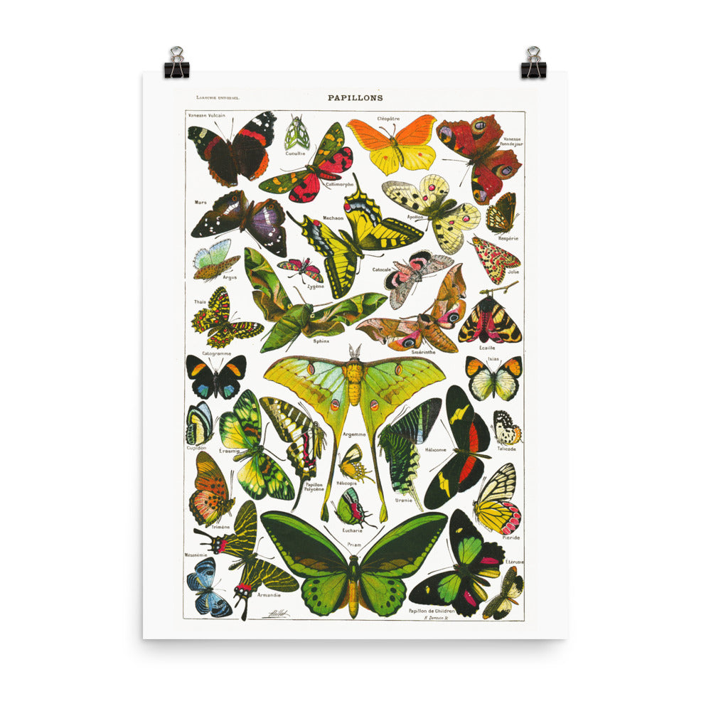 Large Butterflies & moths natural history print by Adolphe Millot