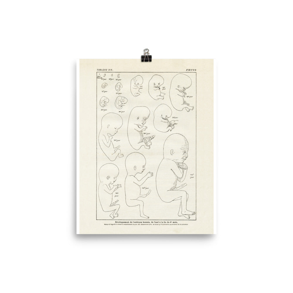 Vintage foetus anatomy poster