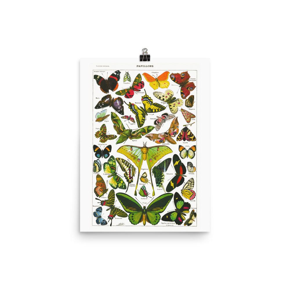 Large Butterflies & moths natural history print by Adolphe Millot