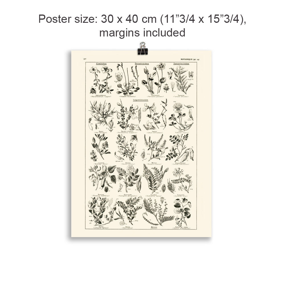 Grande Affiche Botanique de Légumineuses