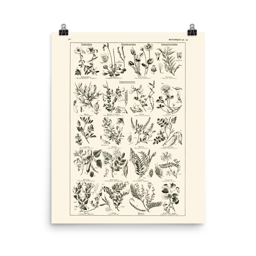 Grande Affiche Botanique de Légumineuses