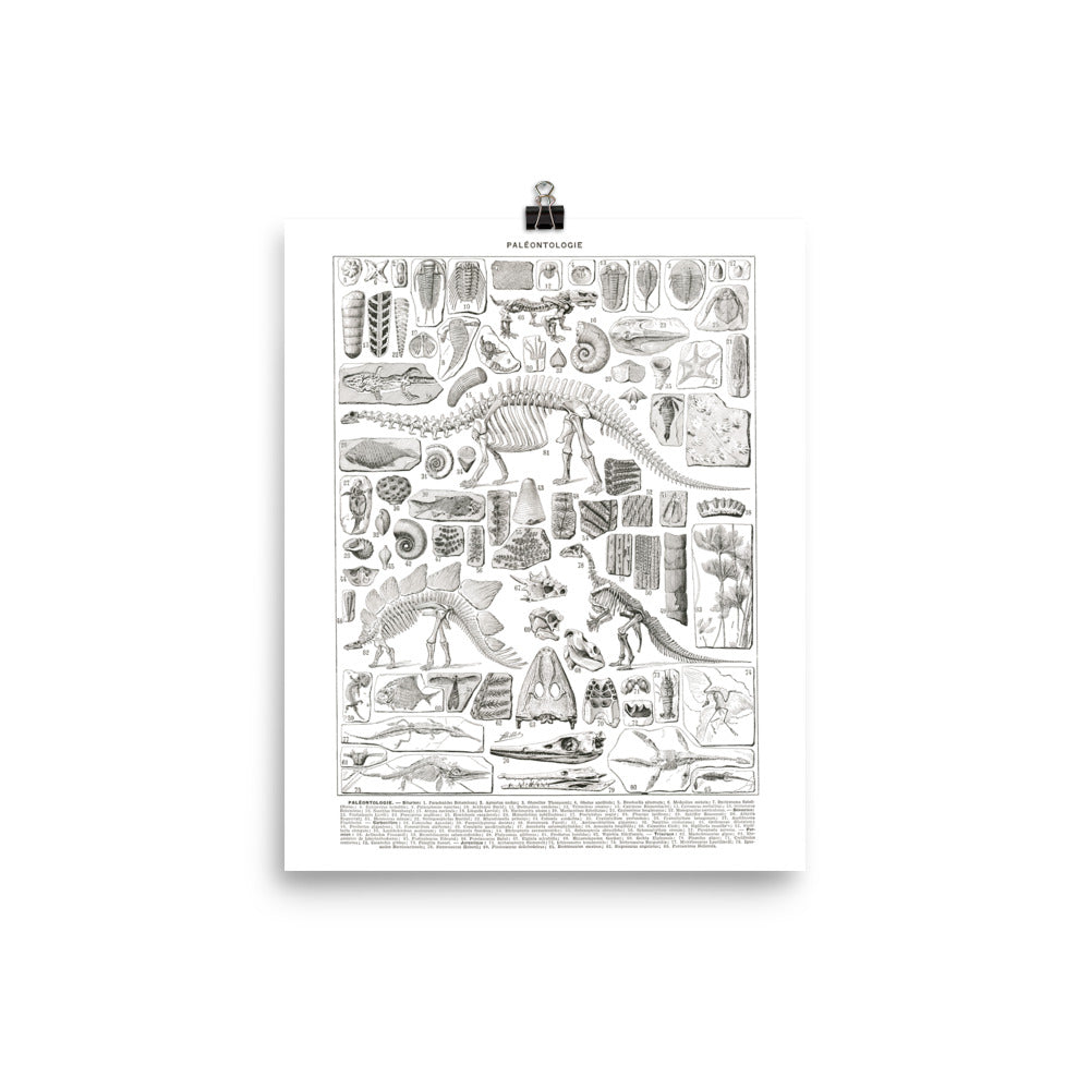 Large Black & White Paleontology Poster w/ Dinosaur Skeletons