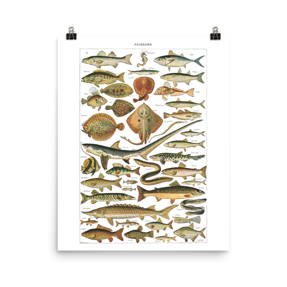 Large Fish Species Chart Poster by Adolphe Millot