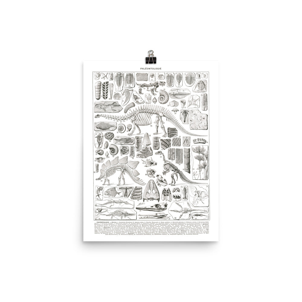 Large Black & White Paleontology Poster w/ Dinosaur Skeletons