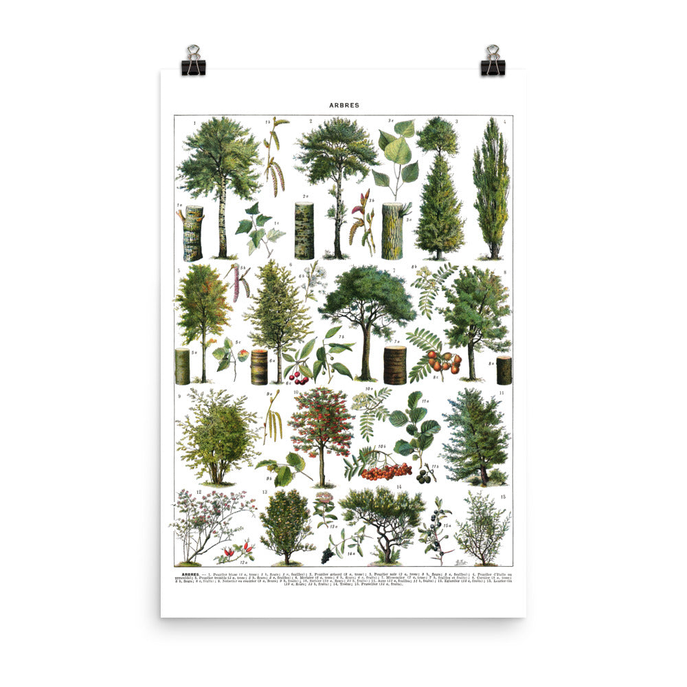 Large ornamental garden tree wall art. Poplar, Hazelnut, Cherry Tree