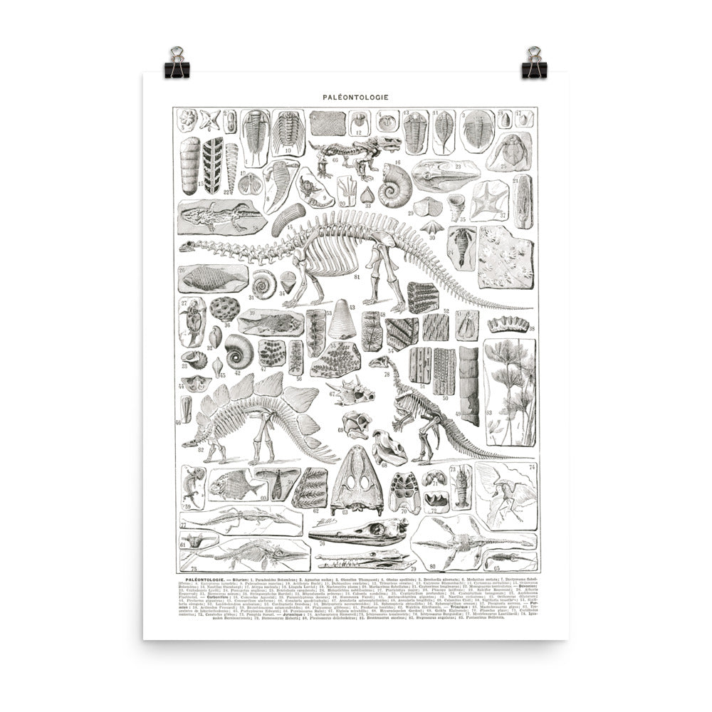 Large Black & White Paleontology Poster w/ Dinosaur Skeletons