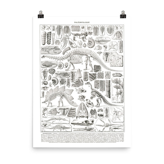 Large Black & White Paleontology Poster w/ Dinosaur Skeletons