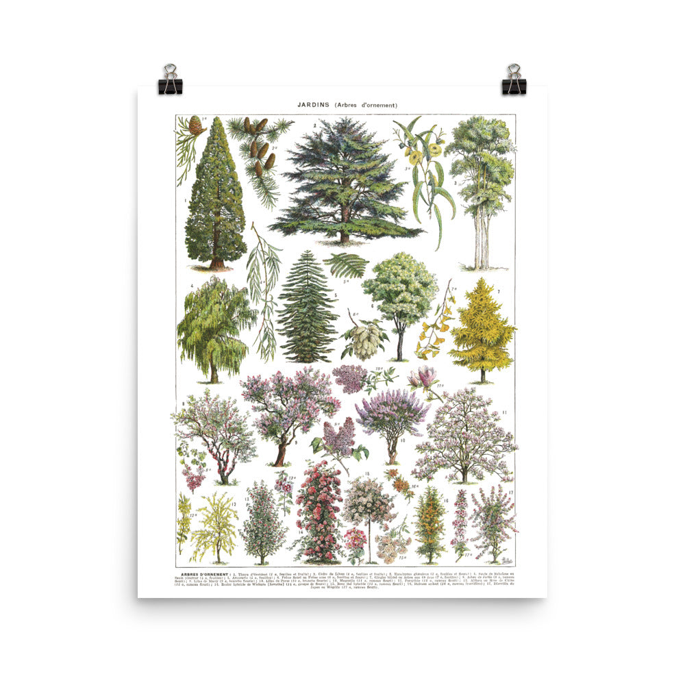 Ornamental garden tree wall art poster - Cedar by Adolphe Millot